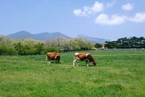 放牧場の牛6