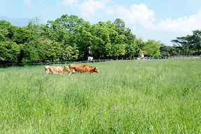 放牧場の牛3