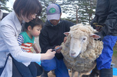 【イベント】羊の毛刈り体験