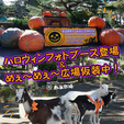 南ヶ丘牧場のハロウィン