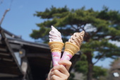 春の期間限定ソフトクリーム登場！